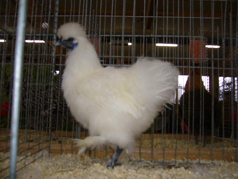 Kreisschau Coesfeld 2008 042.jpg - Seidenhühner weiss von Wilhem Boreé Preis V97 RE